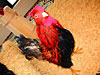 One of several chickens seen in the crowd.